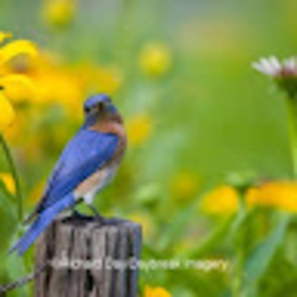 Meet your Posher, Diana - Picture 1 of 1